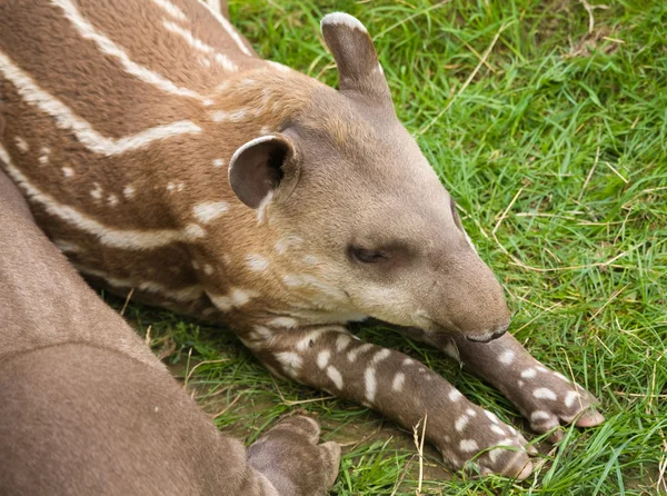 Güney Amerika tapiri (Tapirus terrestris; Brezilya tapiri; Ova Tapir; A — Stok fotoğraf