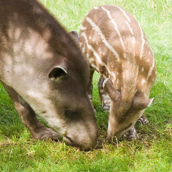 Jihoamerické tapír (Tapirus terrestris; Tapír; Nížinný tapír; A — Stock fotografie