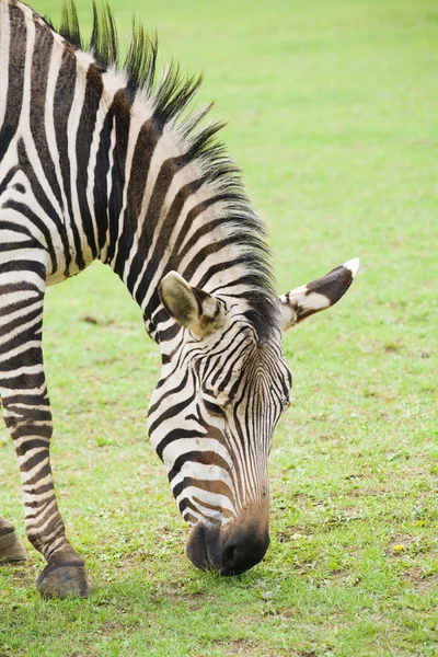 Zebra otlatma