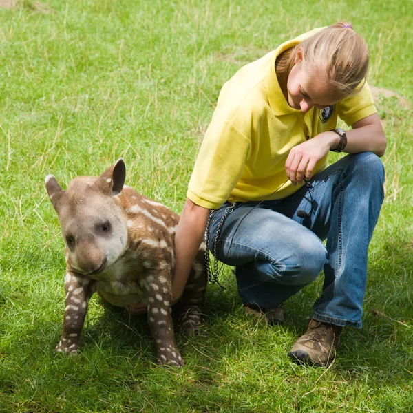 婴儿貘在林顿动物园 免版税图库图片