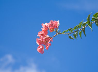 Bright pink bougainvillea branch on blue sky background