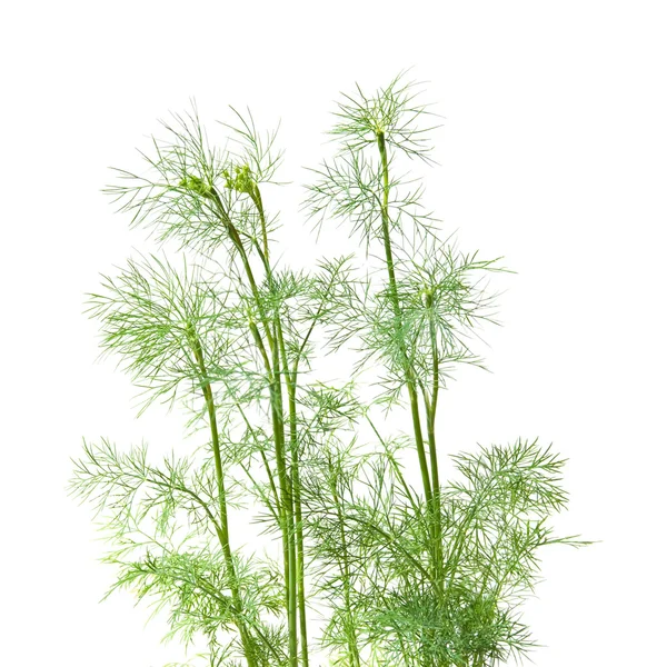 Growing dill plants isolated on white — Stock Photo, Image