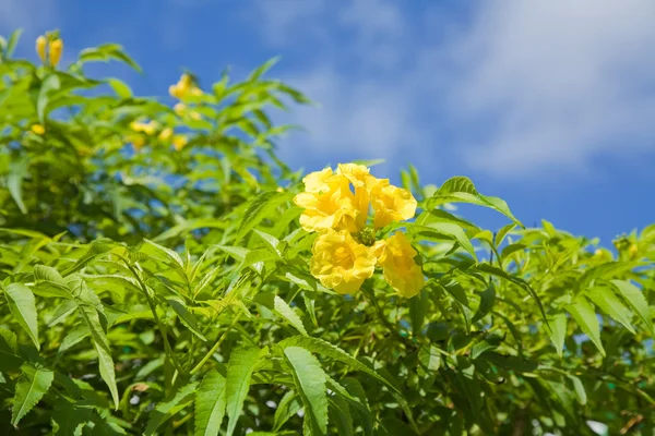 Цветущие желтые трубы (Tecoma stans), национальный цветок Багамских островов — стоковое фото