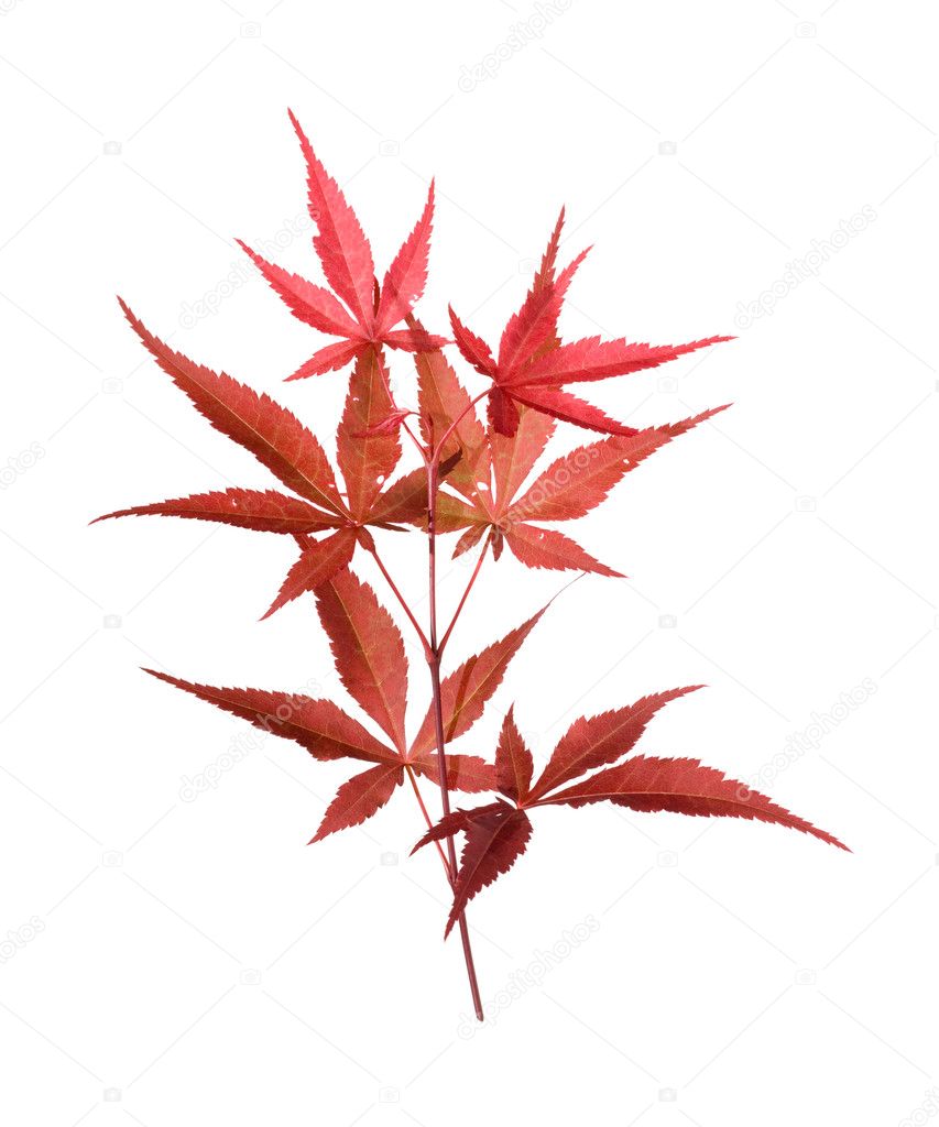 Red Japanese Maple (Acer palmatum) isolated branch,