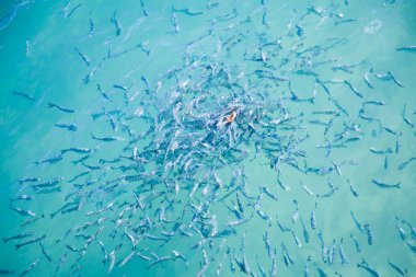 Large group of fish scrambling for a piece of bread clipart