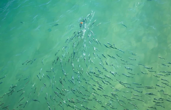 Grande grupo de peixes lutando por um pedaço de pão — Fotografia de Stock