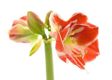 Hem de çok alacalı açılış amaryllis (hippeastrum)