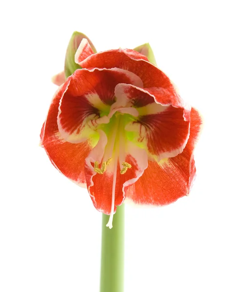 stock image Opening variegated amaryllis (hippeastrum)