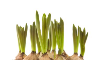 Forced muscari bulbs isolated on white clipart