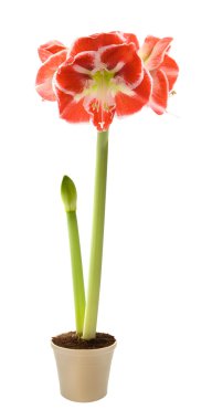 Open variegated amaryllis (hippeastrum) in light-clored pot, isolated on wh clipart