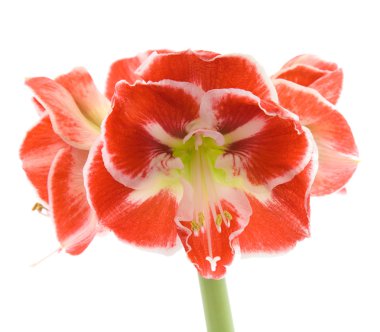 Beyaz izole açık alacalı amaryllis (hippeastrum)