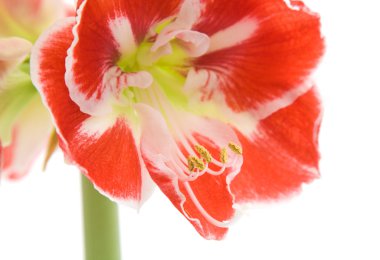 Hem de çok alacalı açılış amaryllis (hippeastrum)