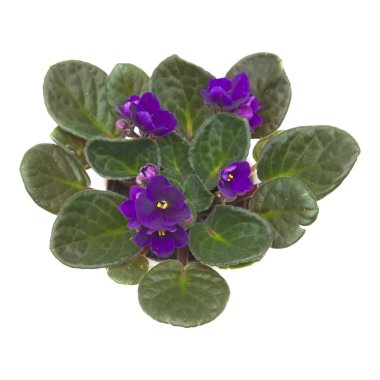 Dark purple african violet (saintpaulia) shot from above clipart