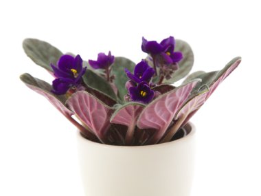 Koyu mor african violet (Menekşe); açık renkli tencereye