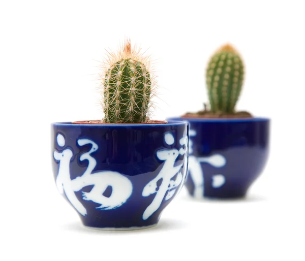 Pequeños cactus en macetas decoradas en azul, aislados en blanco — Foto de Stock