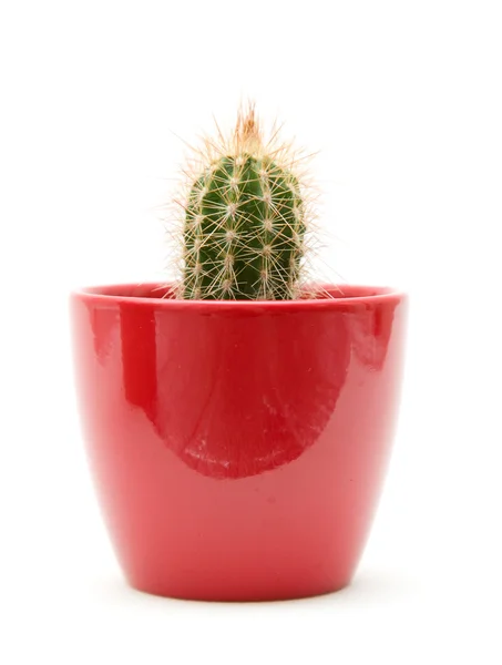 Małych kaktusów w czerwony garnek; na białym tle; — Zdjęcie stockowe