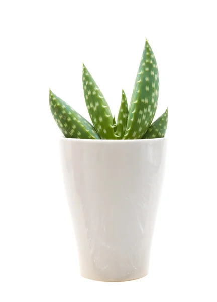 Piccola pianta di aloe in vaso di colore chiaro, isolata su bianco — Foto Stock