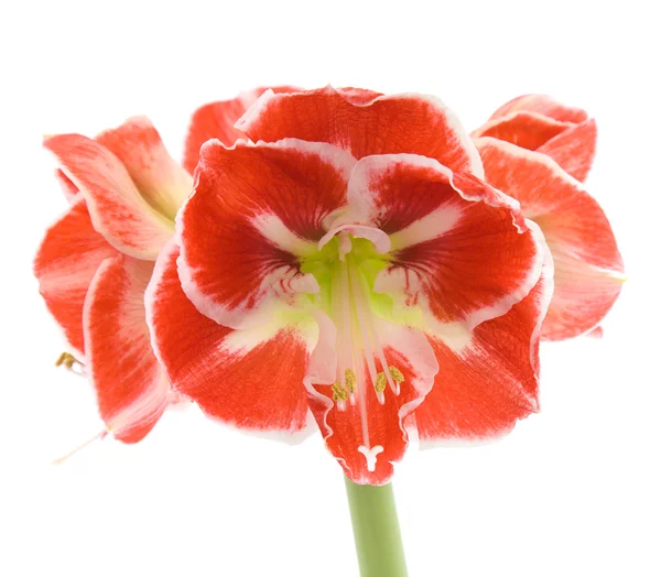 Stock image Open variegated amaryllis (hippeastrum) isolated on white