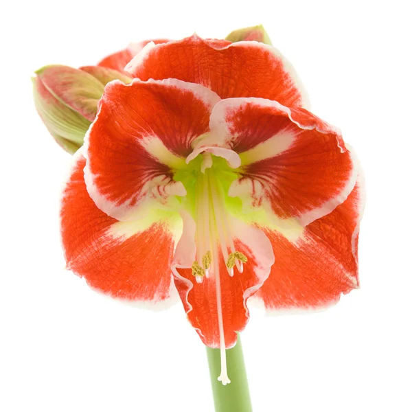 stock image Opening variegated amaryllis (hippeastrum)