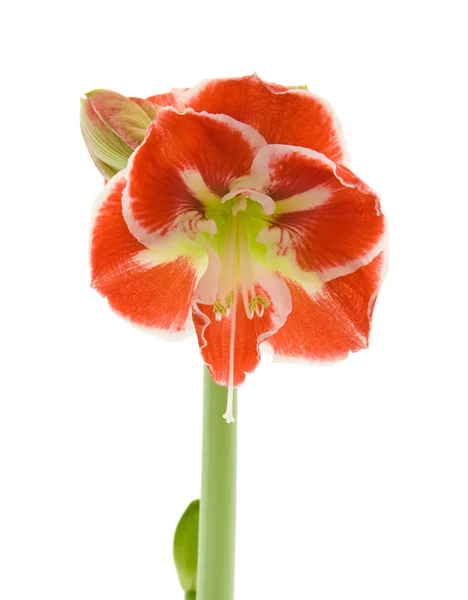 stock image Opening variegated amaryllis (hippeastrum)