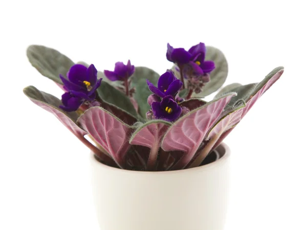 Donkere paarse african violet (saintpaulia); in licht gekleurde pot — Stockfoto