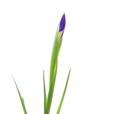 Iris bud üzerinde beyaz izole