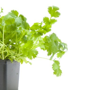 Fresh growing coriander plant in plastic pot, isooated on white clipart