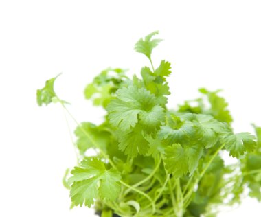 Fresh growing coriander isolated on white clipart