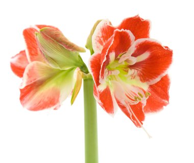 Hem de çok alacalı açılış amaryllis (hippeastrum)