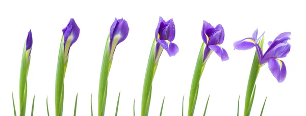 Processus d'ouverture de la fleur d'iris am, isolé sur blanc — Photo