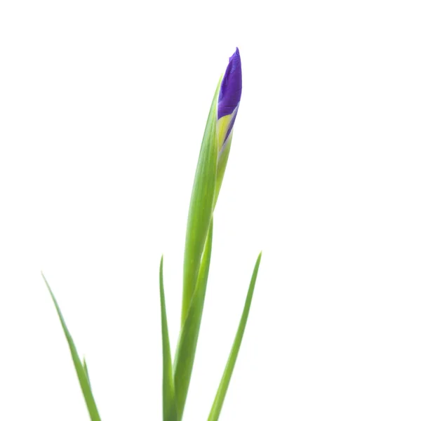 stock image Iris bud isolated on white