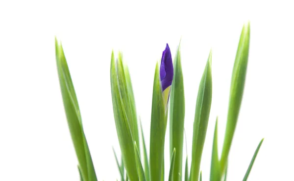 Iris rügyek elszigetelt fehér — Stock Fotó