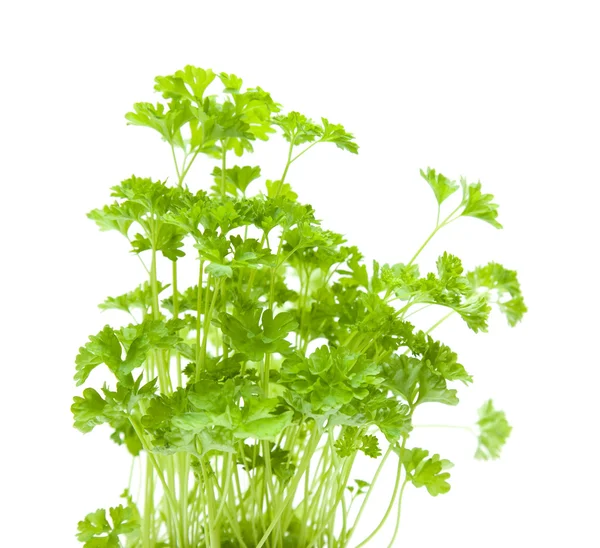 Growing young curley parsley plants isolated on white — Stock Photo, Image