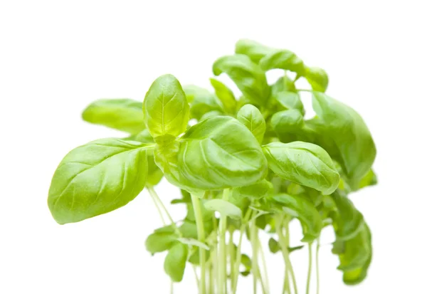 Groeiende jonge basilicum; planten geïsoleerd op wit — Stockfoto