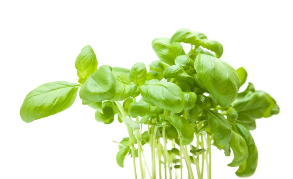 Groeiende jonge basilicum; planten geïsoleerd op wit — Stockfoto