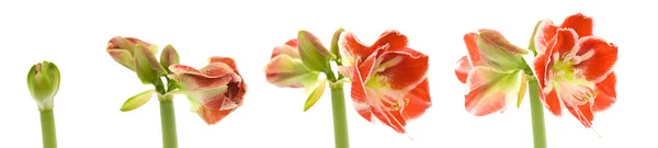 Öppning brokig amaryllis (pollinatörer) — Stockfoto