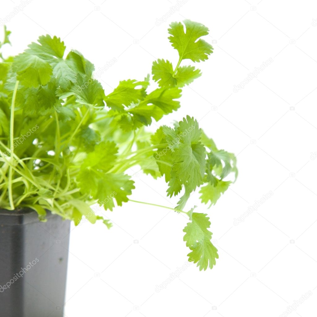Fresh growing coriander plant in plastic pot, isooated on white