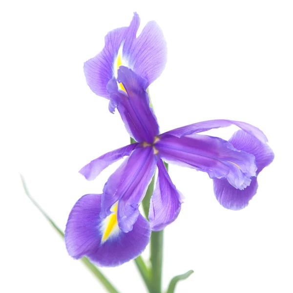 Flowe à iris ouvert — Photo