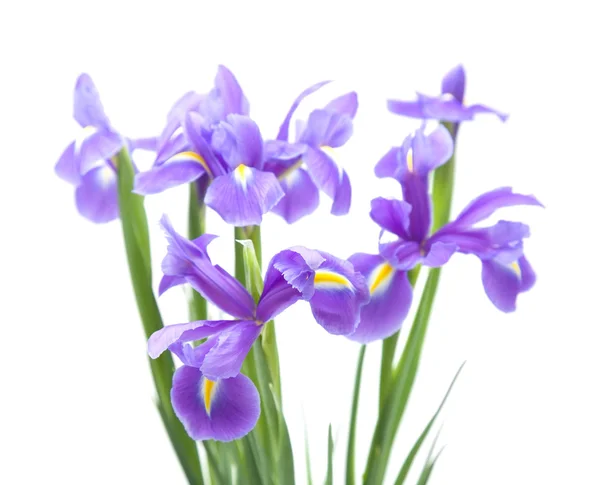 Open iris flowers bouquet — Stock Photo, Image