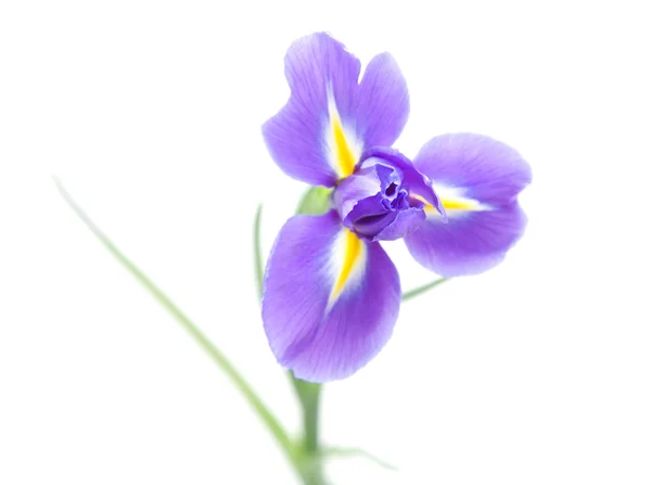Ανοίξτε το λουλούδι Ίρις — Φωτογραφία Αρχείου