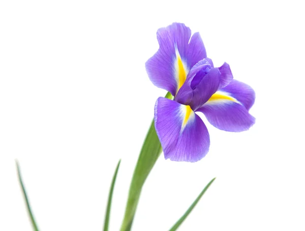 Open iris flowe — Stockfoto