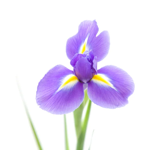 Open iris flowe — Stockfoto