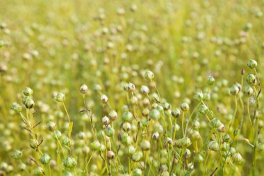 Ripening flax (Linum usitatissimum) clipart