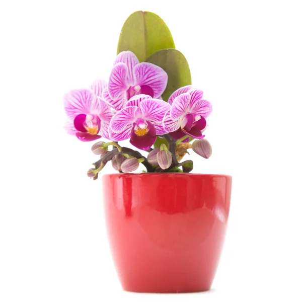 Mini stripy magenta Phalaenopsis orchid (moth orchid) in red pot — Stock Photo, Image
