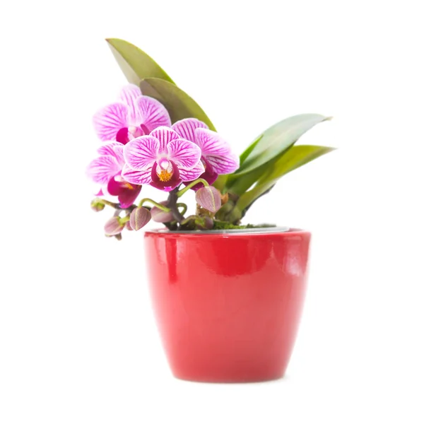 Mini magenta stripy orquídea de Phalaenopsis (orquídea da traça) no potenciômetro vermelho — Fotografia de Stock