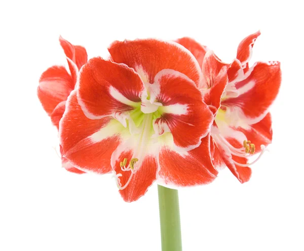 stock image Open variegated amaryllis (hippeastrum)