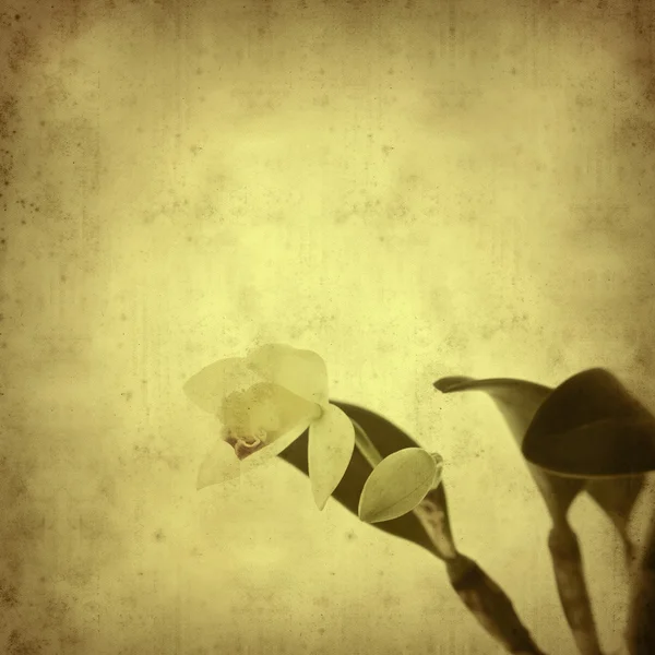 Texturierte alte Papier Hintergrund mit cattleya Orchidee Blume — Stockfoto
