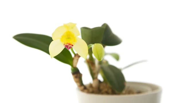 Orquídea cattleya amarela de abertura; isolada em branco — Fotografia de Stock