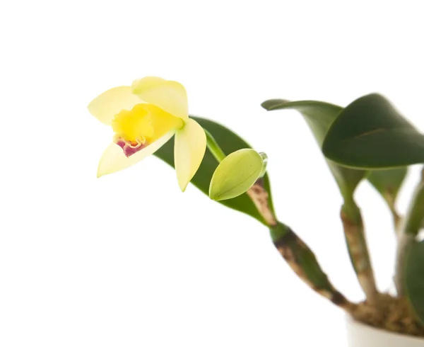 Orquídea cattleya amarela de abertura; isolada em branco — Fotografia de Stock