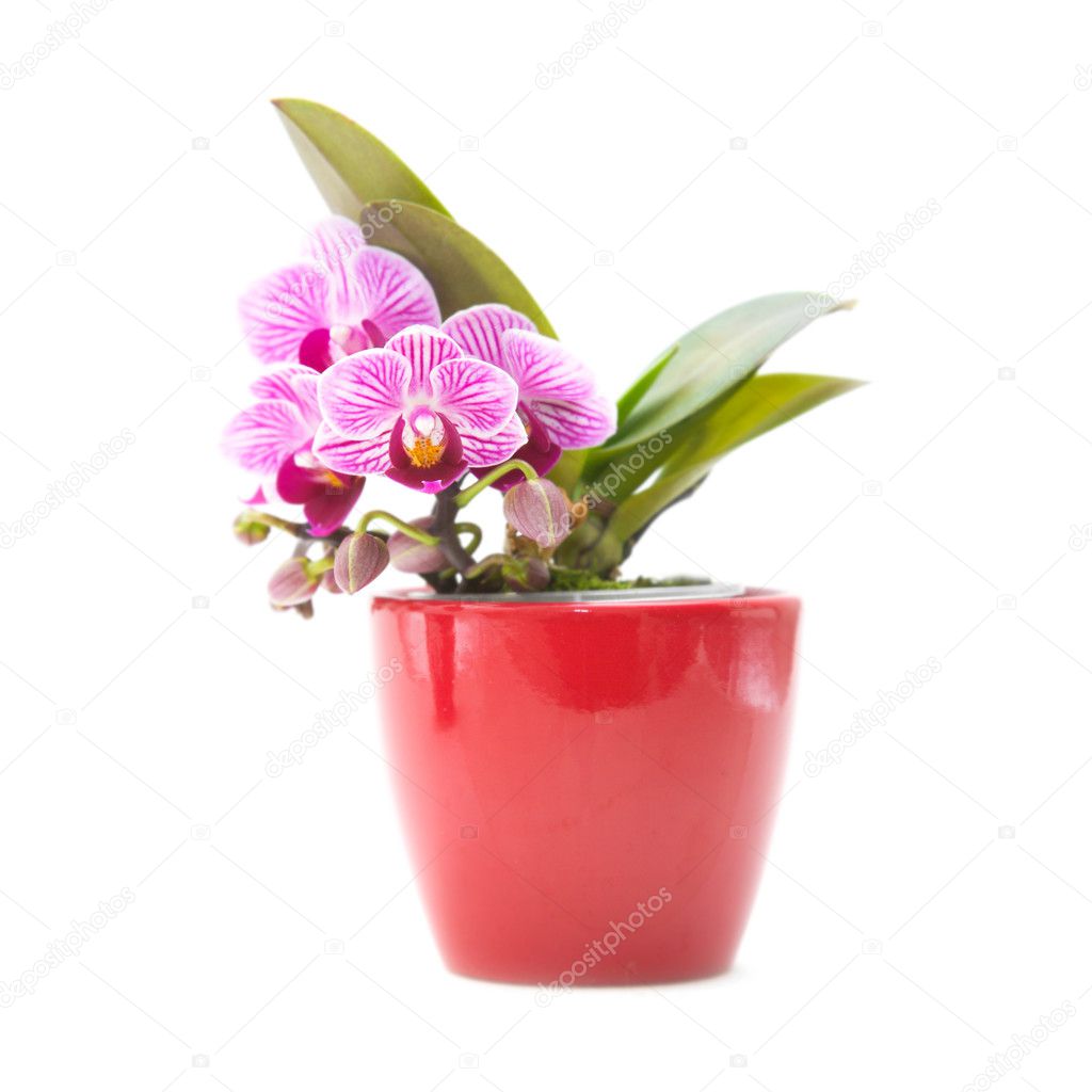 Mini stripy magenta Phalaenopsis orchid (moth orchid) in red pot